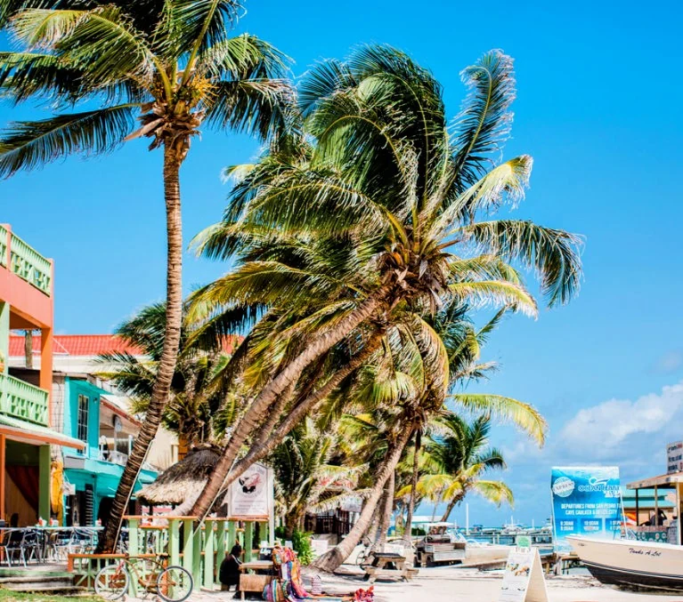 Palm trees along the beach in San Pedro, Belize